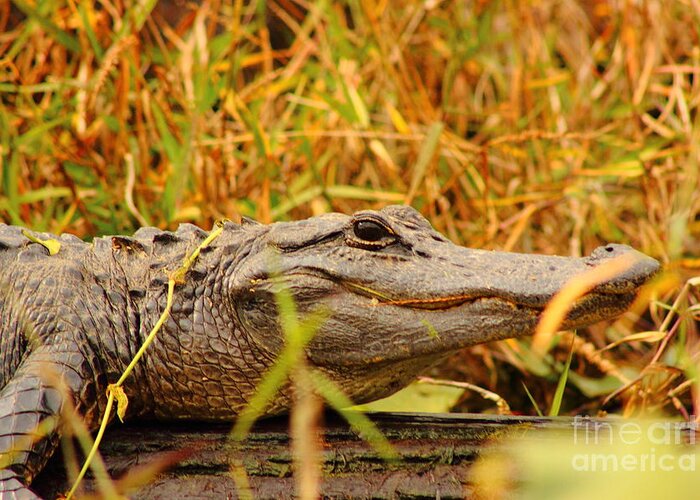 Alligator Greeting Card featuring the photograph Swamp Gator by Andre Turner