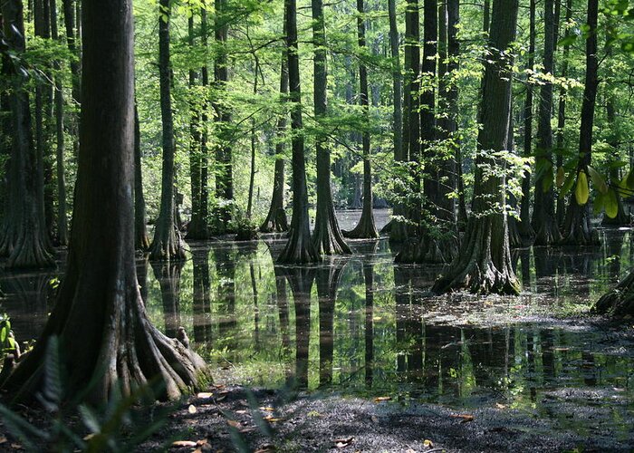 Cypress Greeting Card featuring the photograph Swamp Land by Cathy Harper