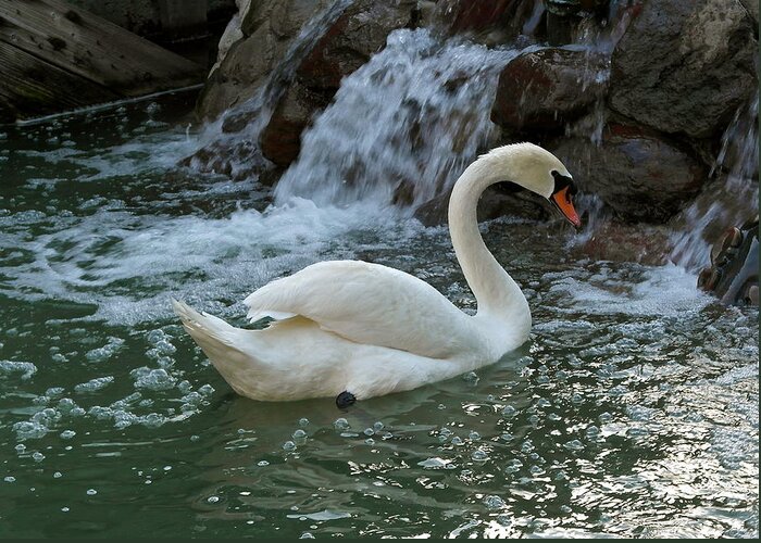 Swan Greeting Card featuring the photograph Swan a Swimming by Michele Myers