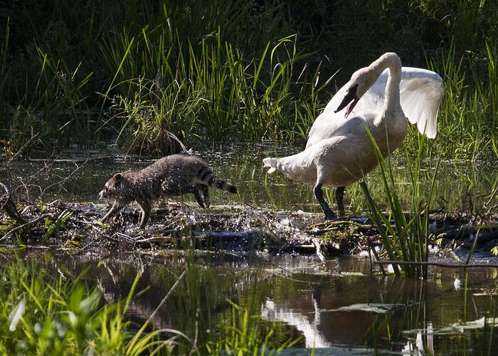 Trumpeter Swan Greeting Card featuring the photograph Swan and Coon on Beaver Dam by Michael Dougherty