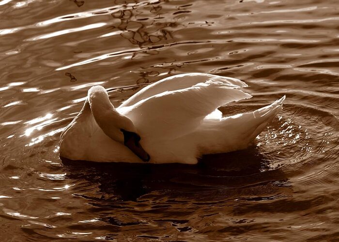 Waterfront Water Fjords Fjord Brown Black White Beige Swan Wildlife Bird Beautiful Nature Landscape Norway Scandinavia Europe Outdoors Reflection Greeting Card featuring the photograph Swan by the Lake by Jeanette Rode Dybdahl
