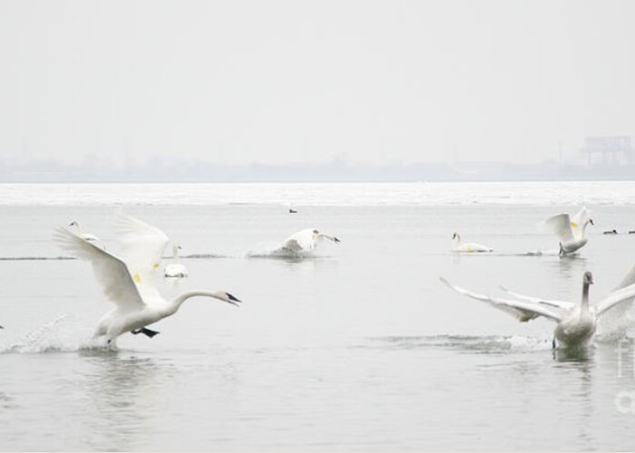 Swan Greeting Card featuring the photograph Swan Fight by Laurel Best
