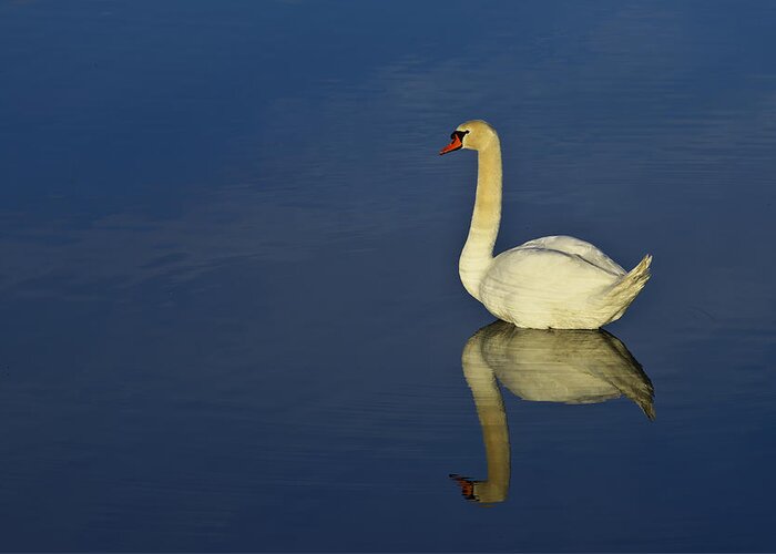 White Greeting Card featuring the photograph Swan by Ivan Slosar