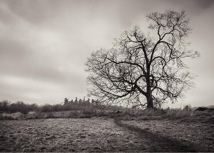 B&w Greeting Card featuring the photograph Swan Lake Oak by Carrie Cole