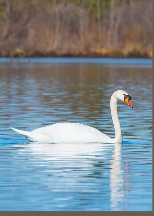 Swan Greeting Card featuring the photograph Swan on a Lake by Parker Cunningham