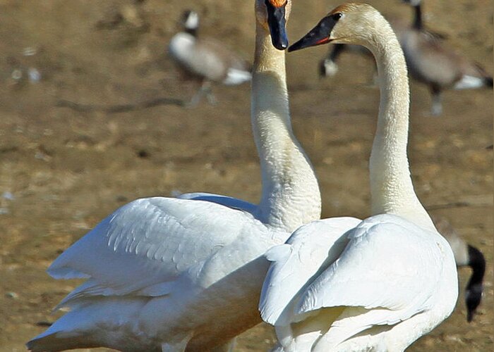 Swan Greeting Card featuring the photograph Swan Pair by Dee Carpenter