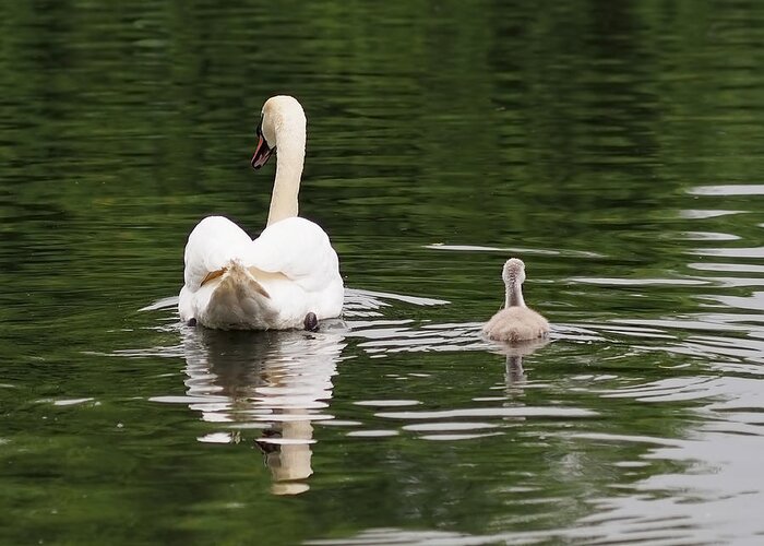 Cygnet Greeting Card featuring the photograph Swan Song by Rona Black