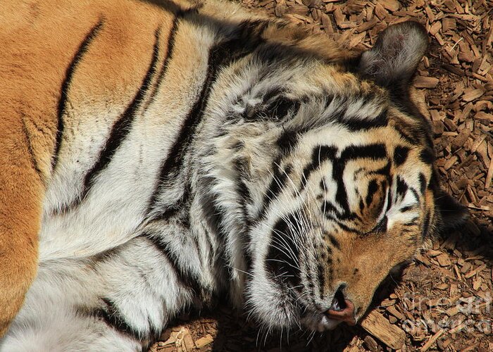 Tiger Greeting Card featuring the photograph Sweet Dreams by Fiona Kennard