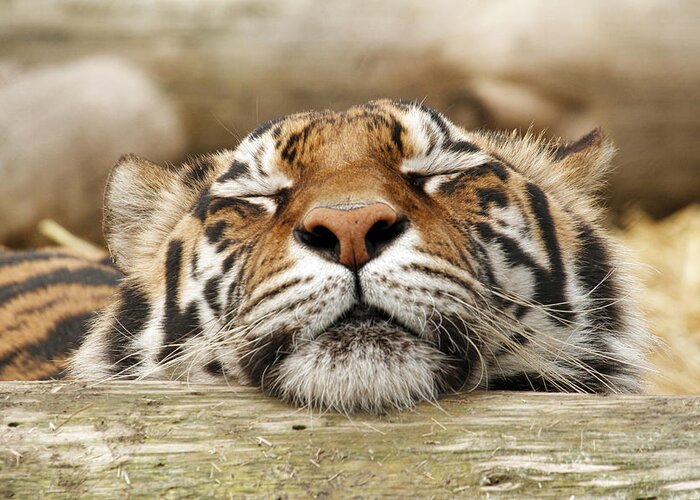 Tiger Greeting Card featuring the photograph Sweet Dreams by Steve McKinzie