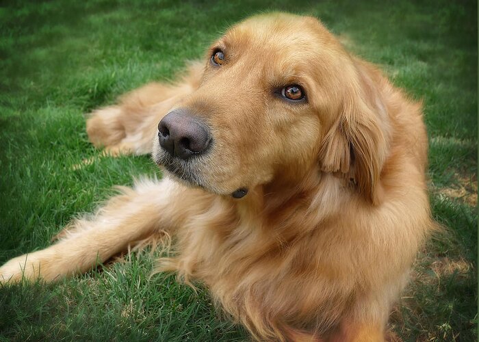 Dog Greeting Card featuring the photograph Sweet Golden Retriever by Larry Marshall
