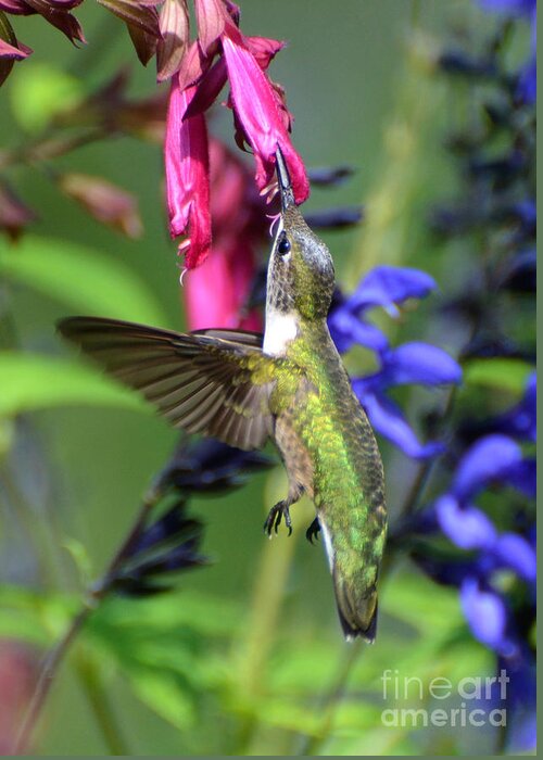 Birds Greeting Card featuring the photograph Sweet Hummer by Kathy Baccari
