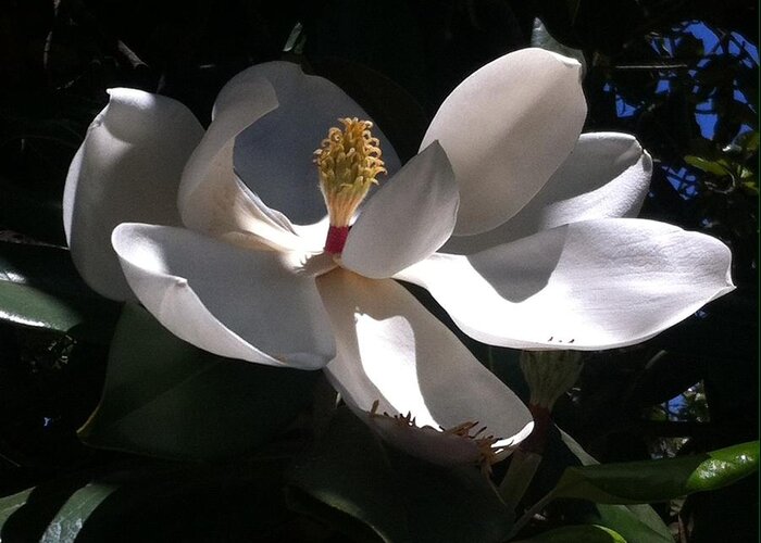 White Flower Greeting Card featuring the photograph Sweet Magnolia by Gerry High