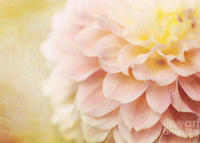 Dahlia Greeting Card featuring the photograph Sweet Memories #1 by Beve Brown-Clark Photography