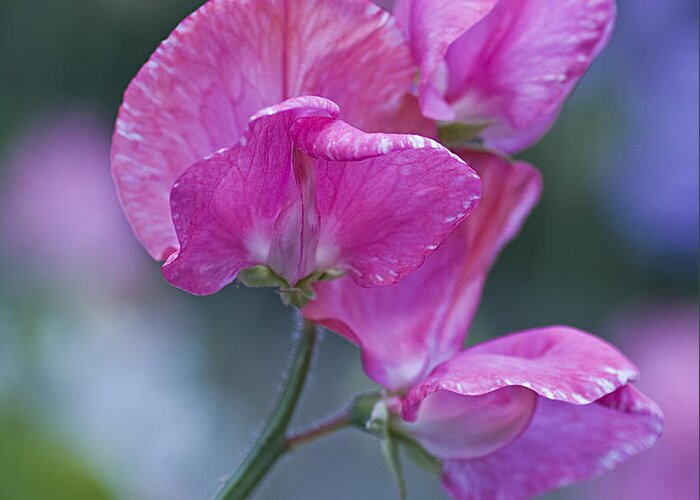 Sweet Greeting Card featuring the photograph Sweet Pea in Pink by Diane Fifield