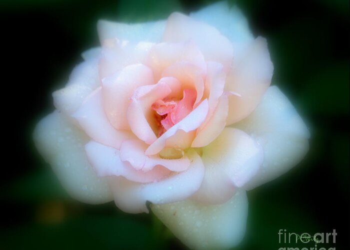 Sweet Rose Greeting Card featuring the photograph Sweet Rose by Patrick Witz