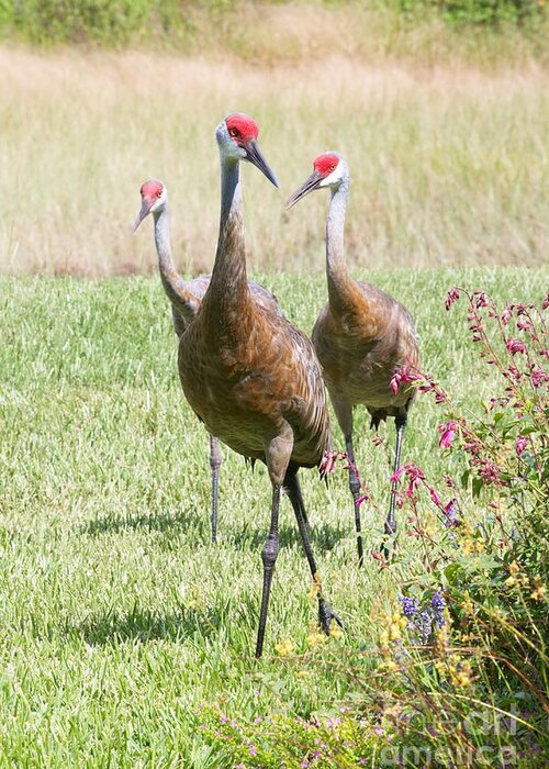 Three Sandhill Cranes Greeting Card featuring the photograph Sweet Sandhill Crane Family by Carol Groenen