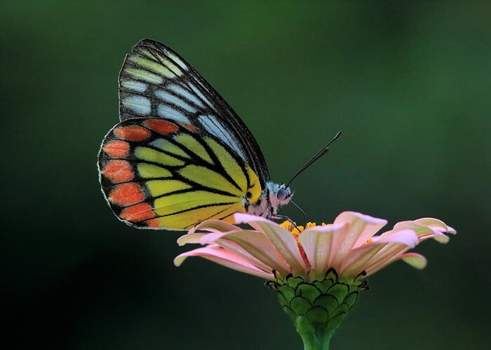 Butterfly Greeting Card featuring the photograph Delicate Beauty by Ramabhadran Thirupattur