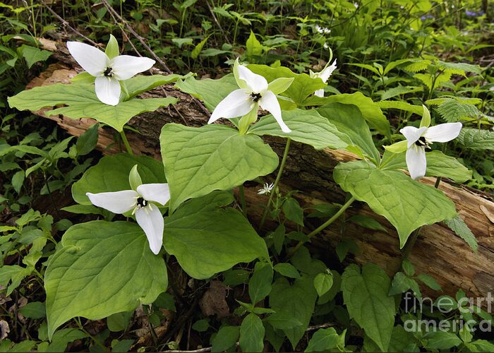 Sweet Greeting Card featuring the photograph Sweet White Trillium - D003800 by Daniel Dempster