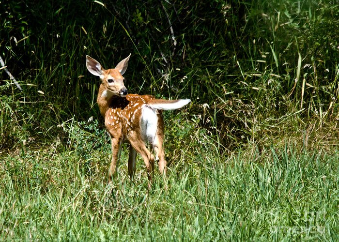 Deer Greeting Card featuring the photograph Sweet Young Deer by Cheryl Baxter