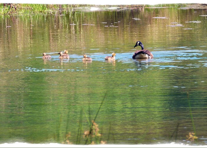 Geese Greeting Card featuring the photograph Swimming Lessons 1 by Tanya Jacobson-Smith