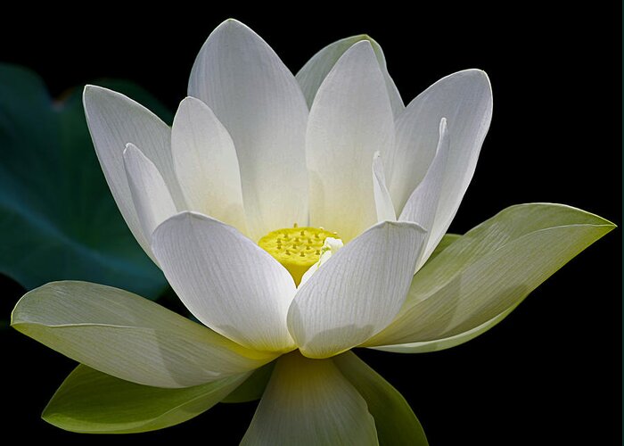 Symbolic White Lotus Greeting Card for Sale by Julie Palencia