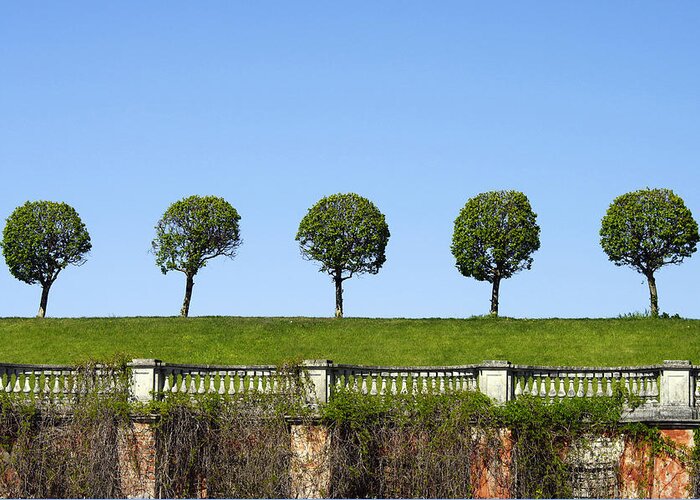Trees Greeting Card featuring the photograph Symmetric trees over old fence by Elena Paskova