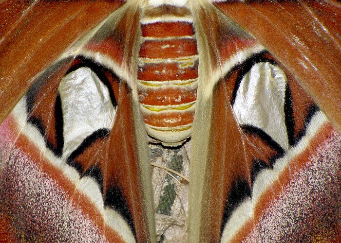 Moth Greeting Card featuring the photograph Moth Symmetry by Bob Slitzan