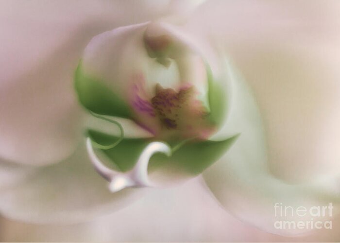 White Orchid Greeting Card featuring the photograph Symphony of Elegance by Mary Lou Chmura