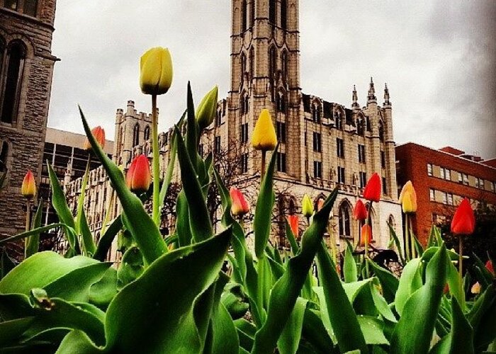 Tulips Greeting Card featuring the photograph Tulips of Columbus Circle by Whitney Wagner