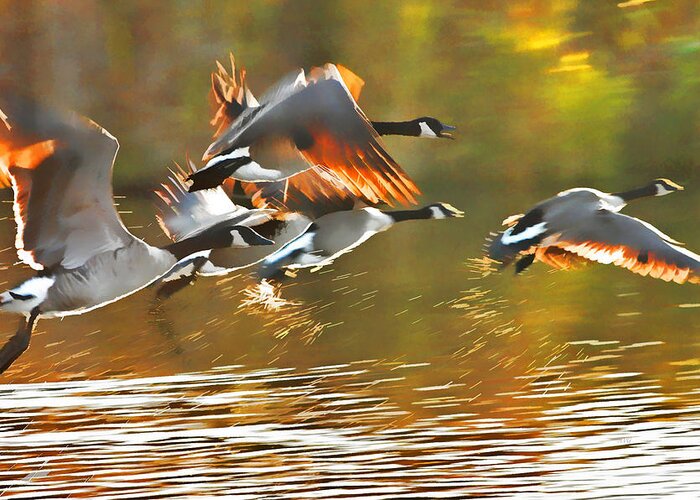 Canada Goose Greeting Card featuring the photograph Taking Flight by Allan Van Gasbeck