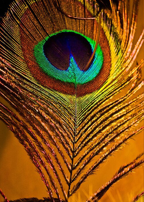 Peacock Feather Greeting Card featuring the photograph Tan Feather by Adria Trail