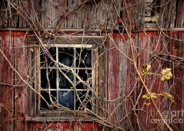 Barn Greeting Card featuring the photograph Tangled Up In Time by Lois Bryan