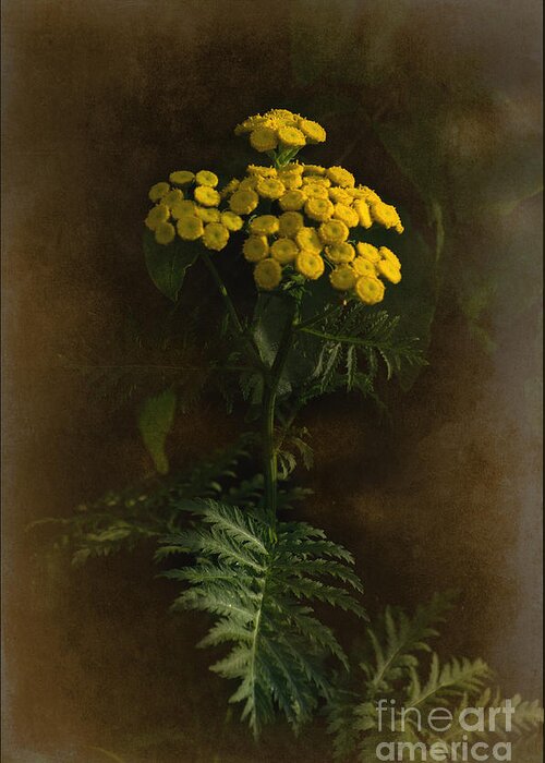 Tansy Greeting Card featuring the photograph Tansynia by The Stone Age