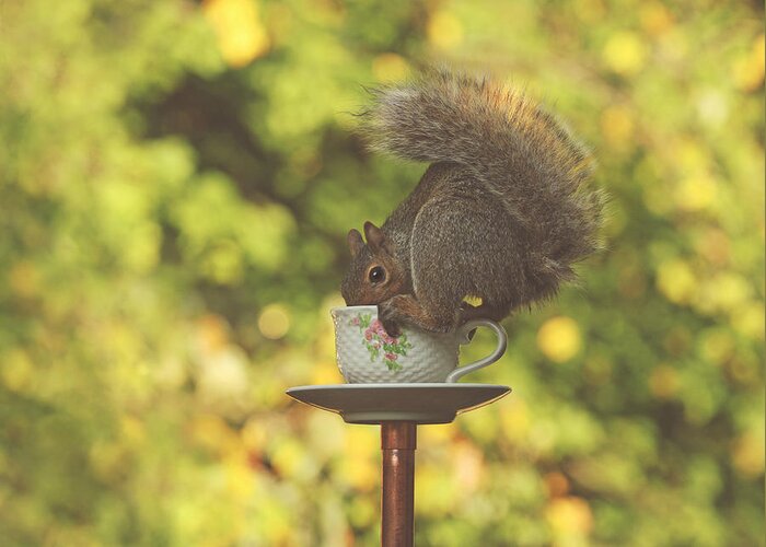 Squirrels Greeting Card featuring the photograph Tea Time by Pat Abbott