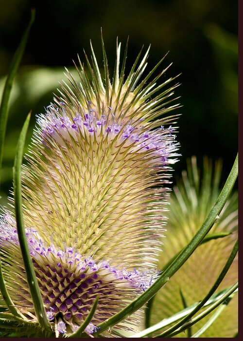 Teasel Greeting Card featuring the photograph Teasel by Betty Depee