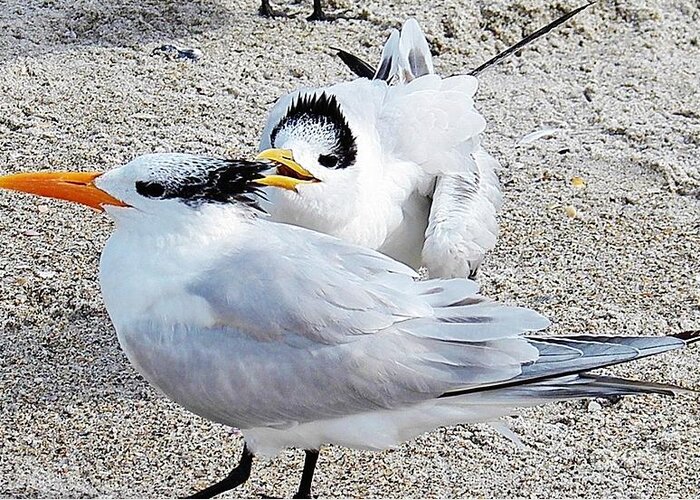 Beach Greeting Card featuring the painting Telling Secrets Royal Terns by Judy Via-Wolff