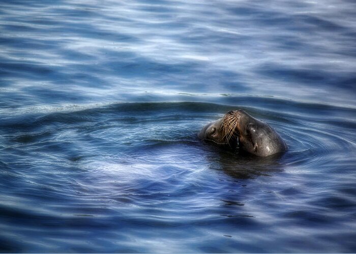 Seals. Seal Greeting Card featuring the photograph Tender Kisses by Melanie Lankford Photography