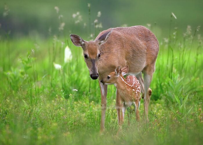 Deer Greeting Card featuring the photograph Tender Moment by Nick Kalathas