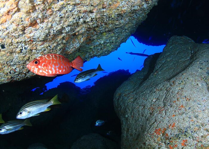 Underwater Greeting Card featuring the photograph Tenerife Underwater Cove by Manex Catalapiedra