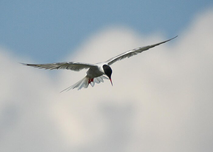 Wildlife Greeting Card featuring the photograph Tern in Flight by William Selander