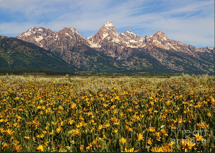 Mountains Greeting Card featuring the photograph Tetons and Yellow by Edward R Wisell