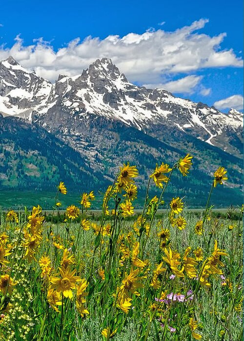 Tetons Peaks And Flowers Greeting Card featuring the photograph Tetons Peaks and Flowers Right Panel by Greg Norrell