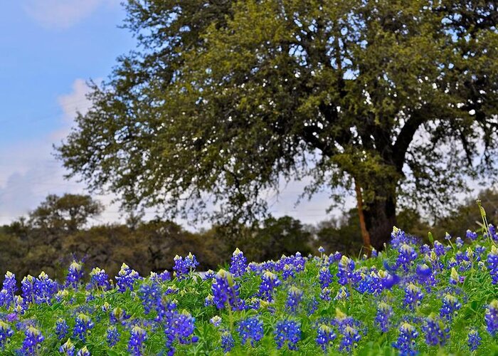 Spring Greeting Card featuring the photograph Texas Bluebonnets by Kristina Deane