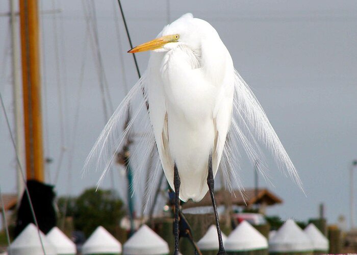 Egret Greeting Card featuring the photograph Egret by Linda Cox