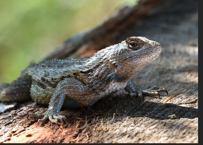 Horn Toad Lizard Greeting Card featuring the photograph Texas Lizard by John Johnson