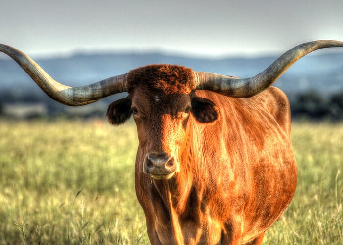 Texas Longhorn Greeting Card featuring the photograph Texas Longhorn by Mark Langford