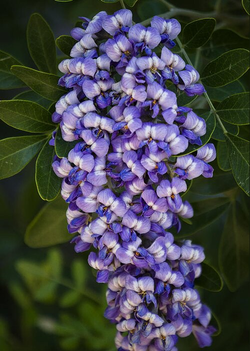 Texas Mountain Laurel Greeting Card featuring the photograph Texas Mountain Laurel by Saija Lehtonen