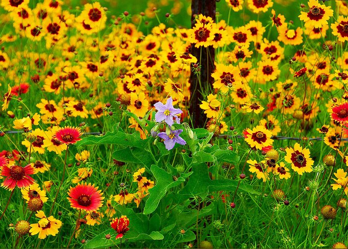 Wildflower Greeting Card featuring the photograph Texas Spring Delight by Lynn Bauer