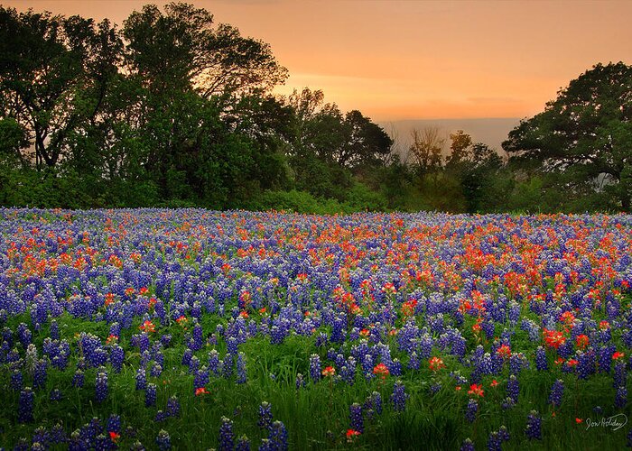 Bluebonnets Greeting Card featuring the photograph Texas Sunset - Bluebonnet Landscape Wildflowers by Jon Holiday