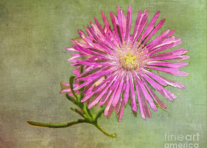 Flower Greeting Card featuring the photograph Textured Daisy by Barry Weiss